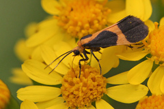 Cisthene kentuckiensis