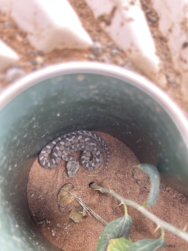 Oman Saw-scaled Viper