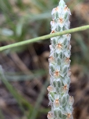 Plantago argyraea