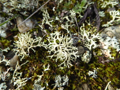 Xanthoparmelia reptans