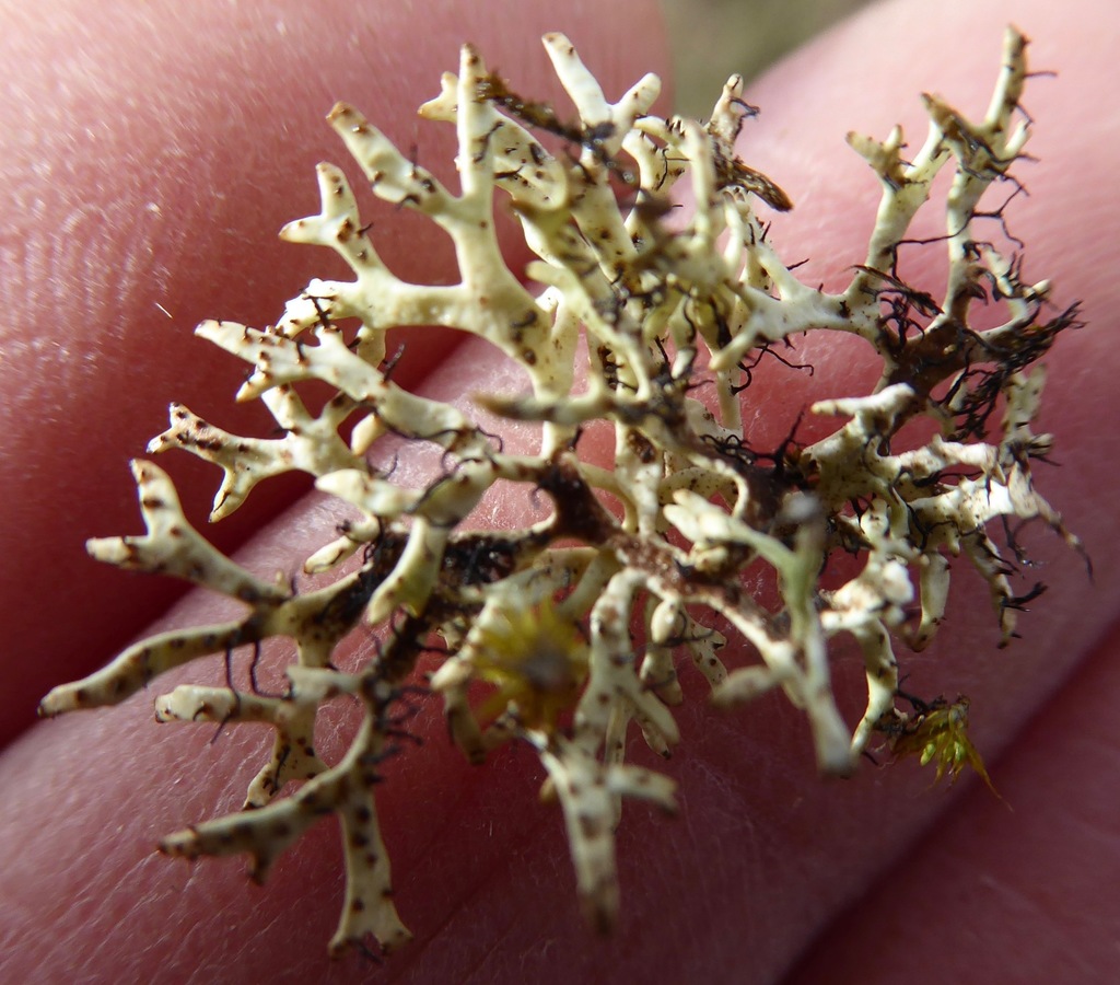 Xanthoparmelia reptans