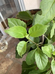 Gynura