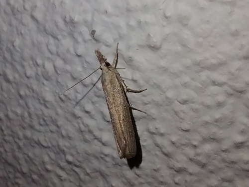 Culladia cuneiferellus photo 5
