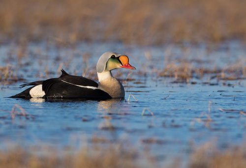 Eider à tête grise