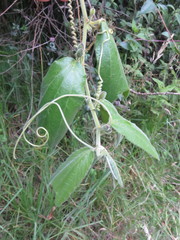 Passiflora bogotensis