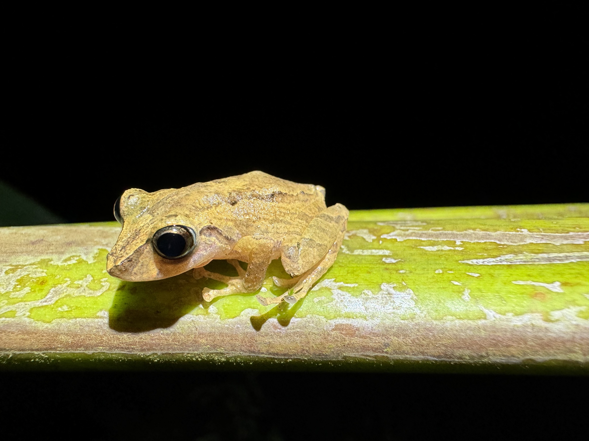 Delius' Rainfrog photo 2