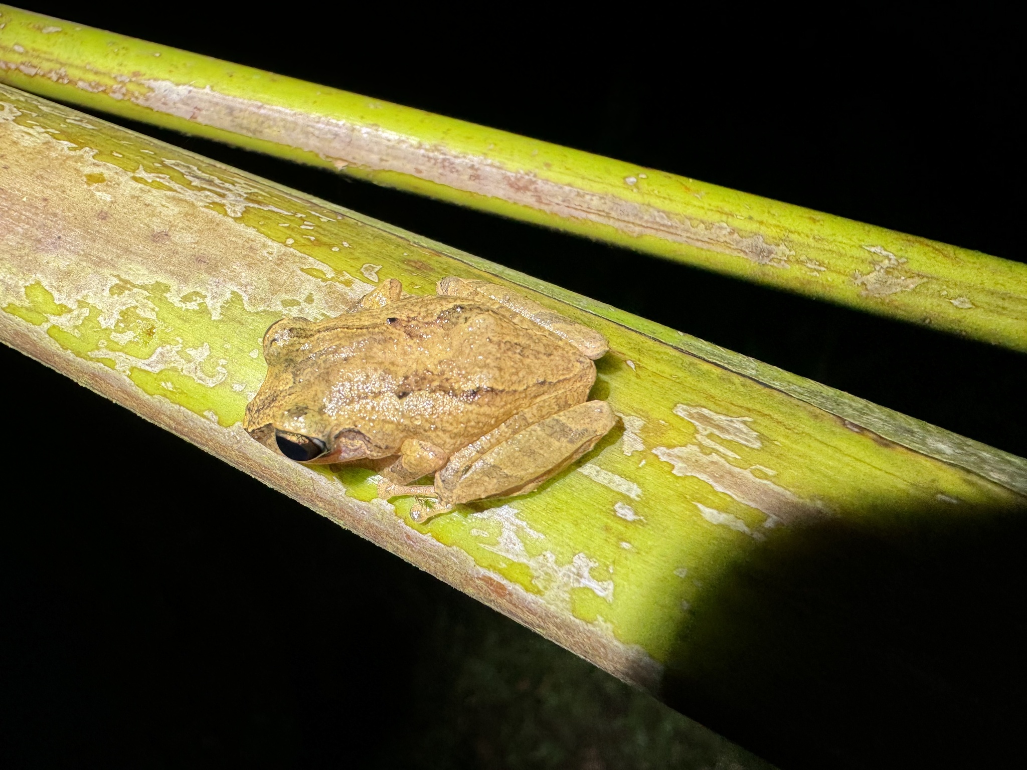 Delius' Rainfrog photo 3