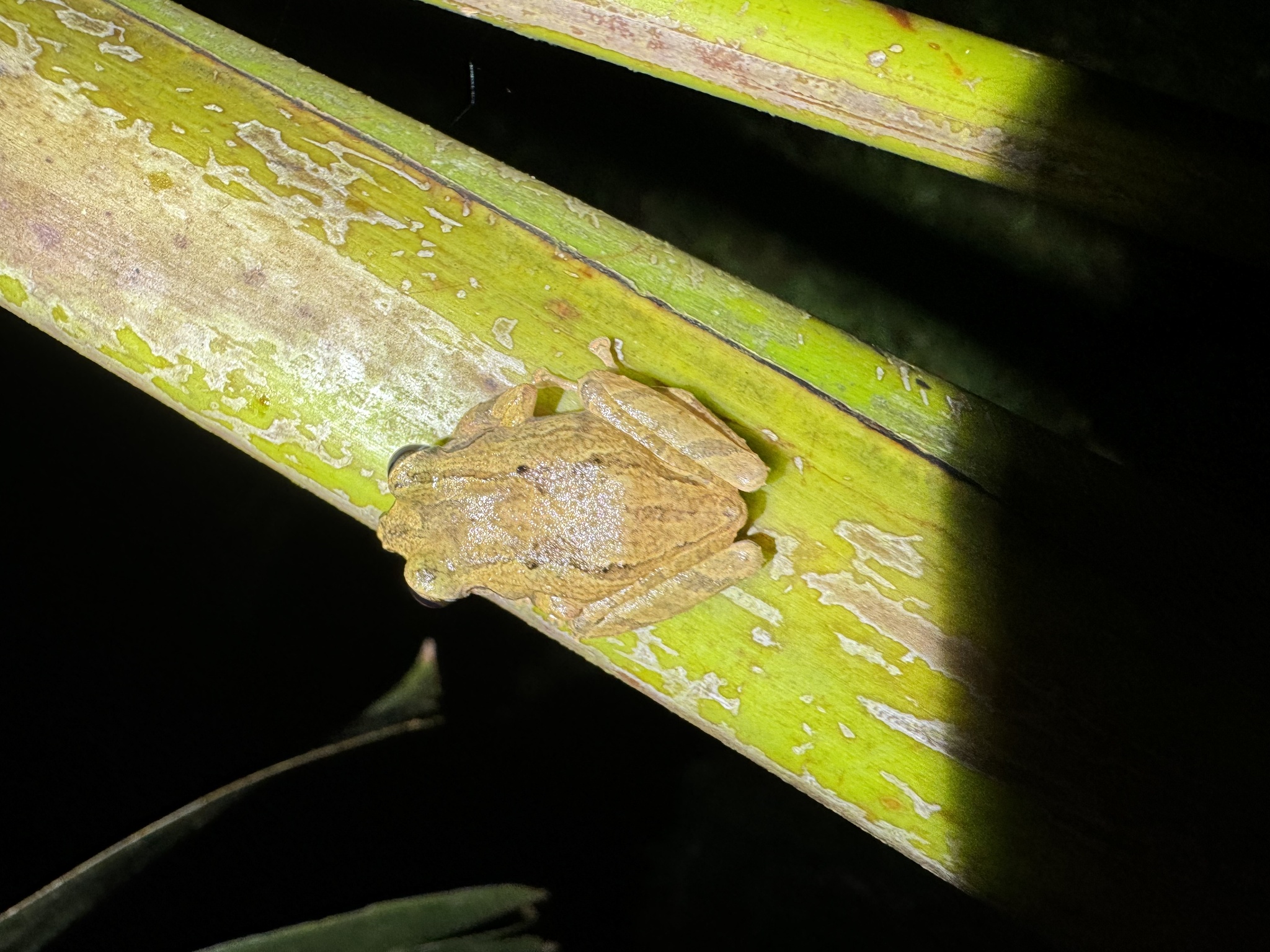 Delius' Rainfrog photo 4