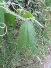 Passiflora bogotensis