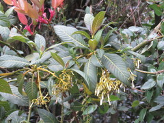 Palicourea lineariflora