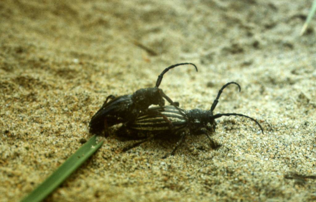 Eodorcadion maurum