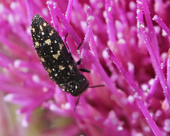 Acmaeodera tubulus