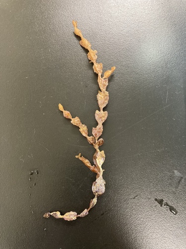 Hormophysa cuneiformis observed 2025-02-17
