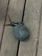 Camaena menglunensis