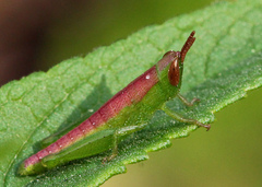 Aptenopedes