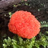 Tubifera coralloides - Photo (c) James K. Douch, some rights reserved (CC BY-SA), uploaded by James K. Douch