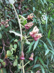Passiflora bogotensis