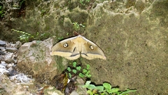 Antheraea oculea