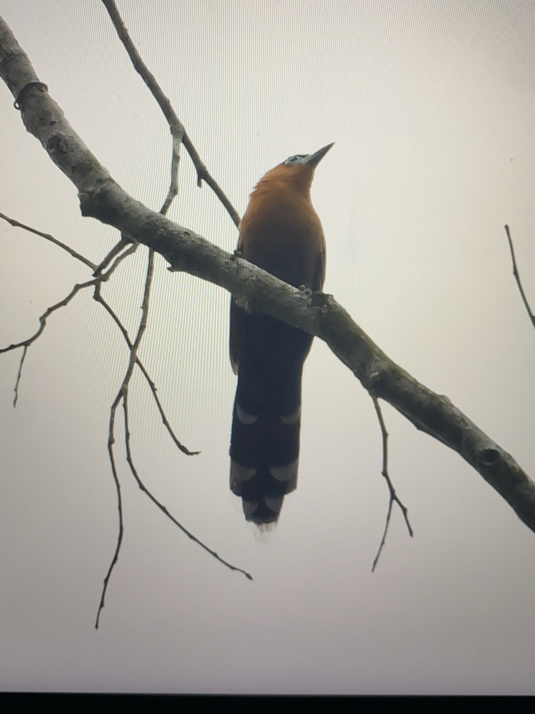 Raffles's Malkoha (Rhinortha chlorophaea)