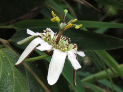 Passiflora bogotensis