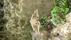 Antheraea oculea