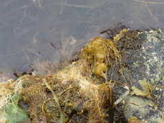 Leathesia marina