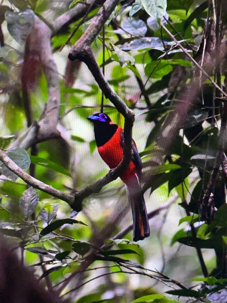 Red-naped Trogon (Harpactes kasumba)