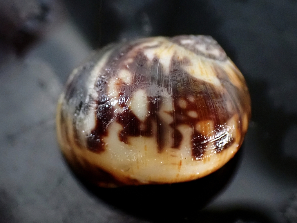 Natica arachnoidea