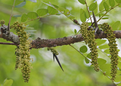 Gleditsia aquatica