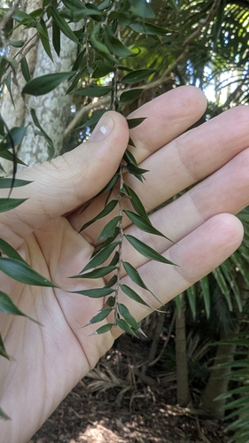 Image of Melaleuca styphelioides by (c) Alesha Teitzel, some rights reserved (CC BY)