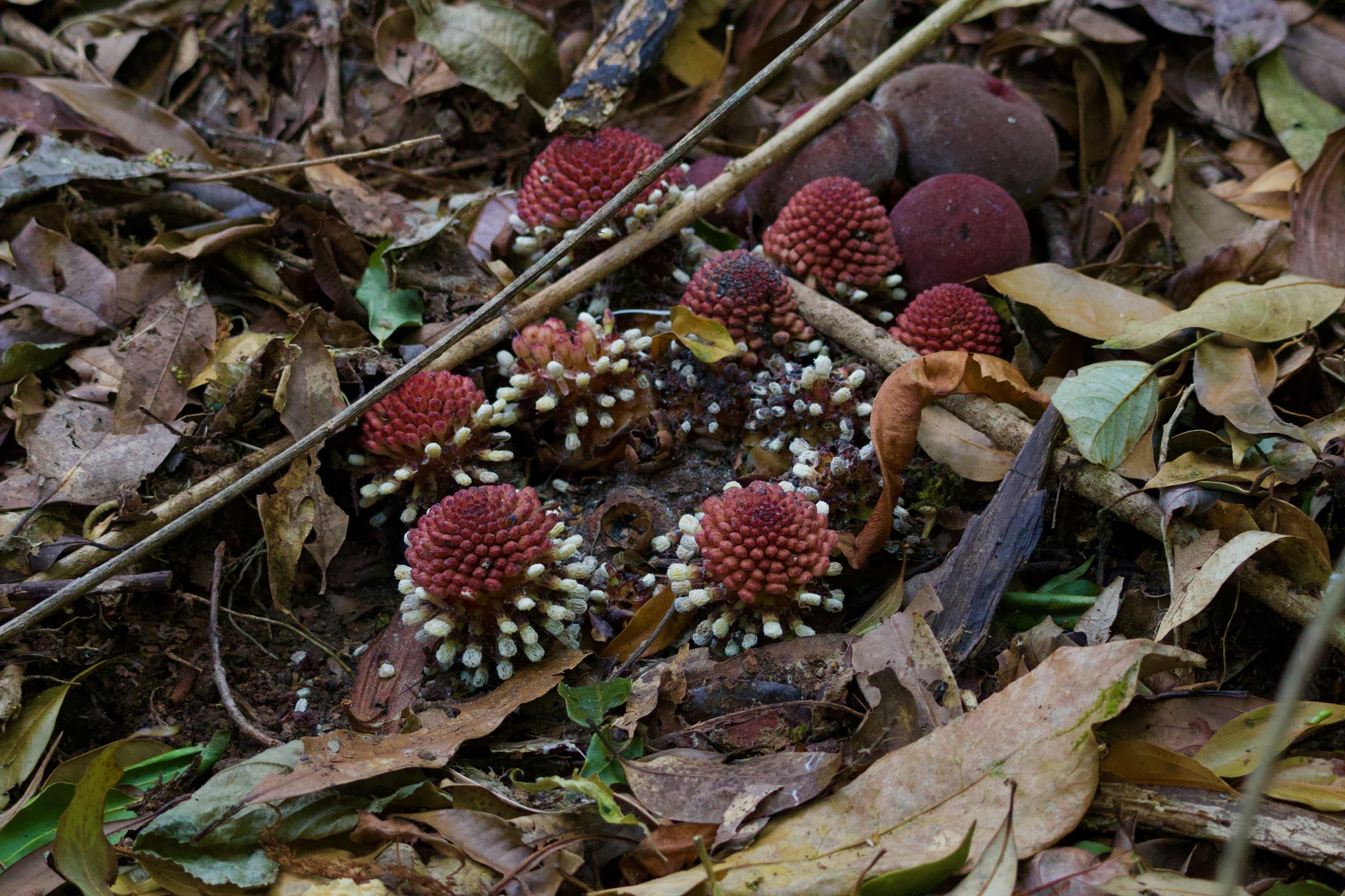 Imagem de Flor-de-cera