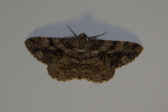 Peribatodes secundaria