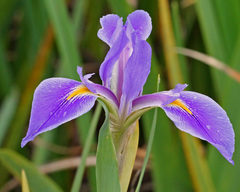 Iris savannarum