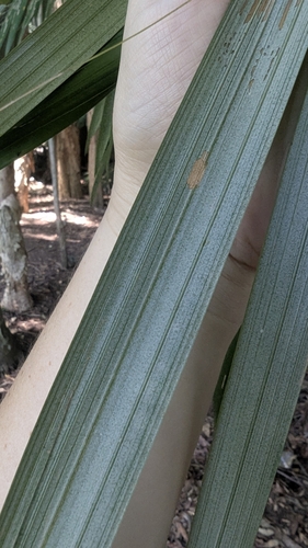 Image of Archontophoenix alexandrae by (c) Alesha Teitzel, some rights reserved (CC BY)