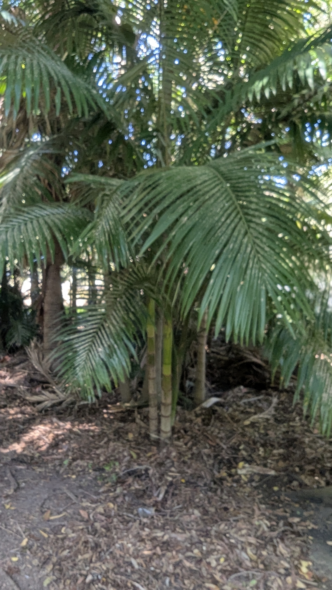 Imagem de Palmeira-real-australiana