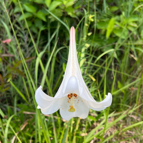 Lilium formosanum