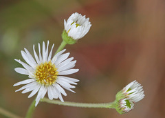 Erigeron vernus
