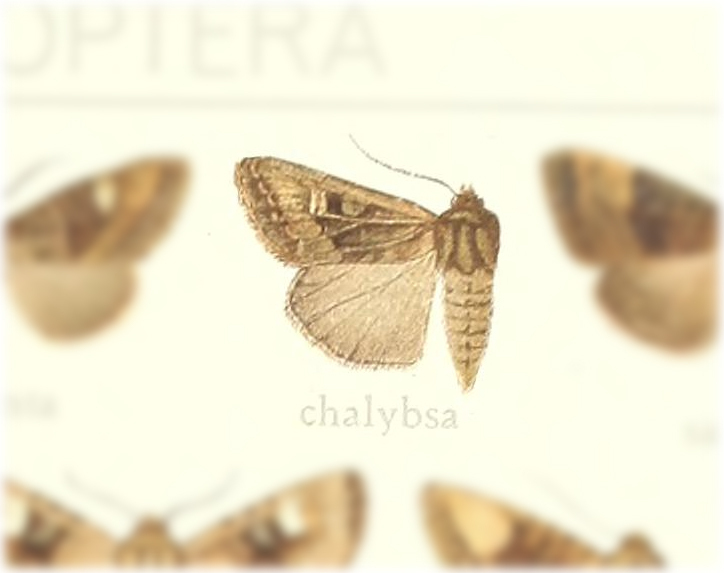 Euplexia chalybsa