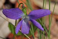 Viola palmata