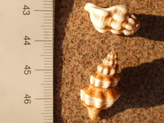 Aptyxis syracusana image