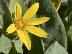 Wyethia mollis