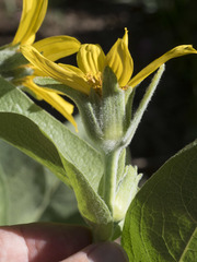 Wyethia mollis