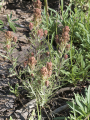 Castilleja arachnoidea