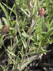 Castilleja arachnoidea