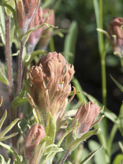 Castilleja arachnoidea