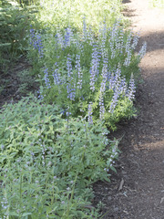 Lupinus arbustus