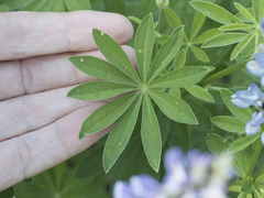 Lupinus arbustus