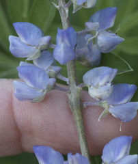Lupinus arbustus