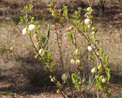 Asimina reticulata