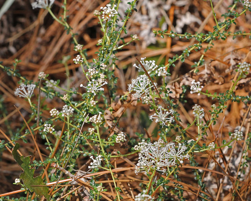 littleleaf buckbrush (Ceanothus microphyllus)